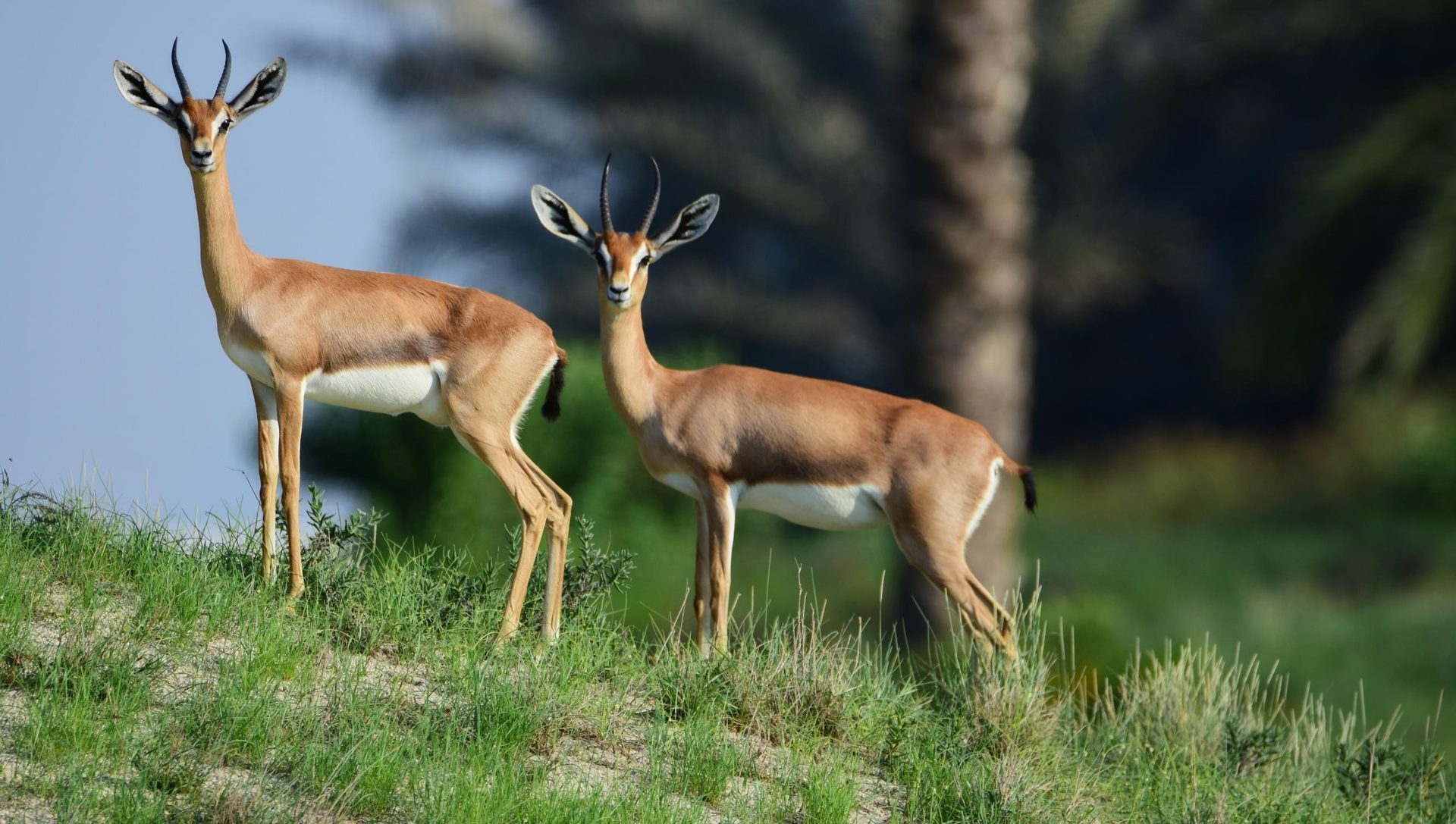 Saadiyat biodiversity